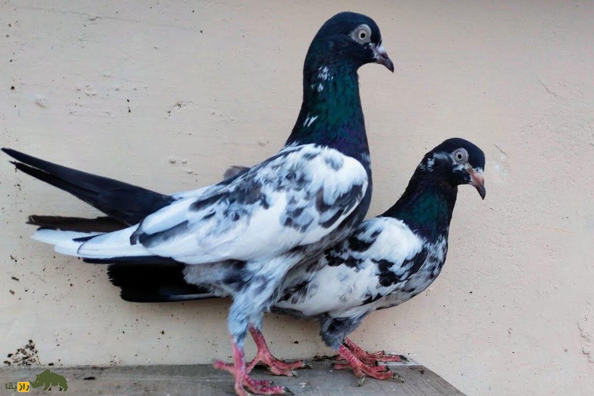 کبوتر «تیدی» پاکستان؛ کبوتر بلندپروازی که ۱۵ ساعت هم می‌پرد