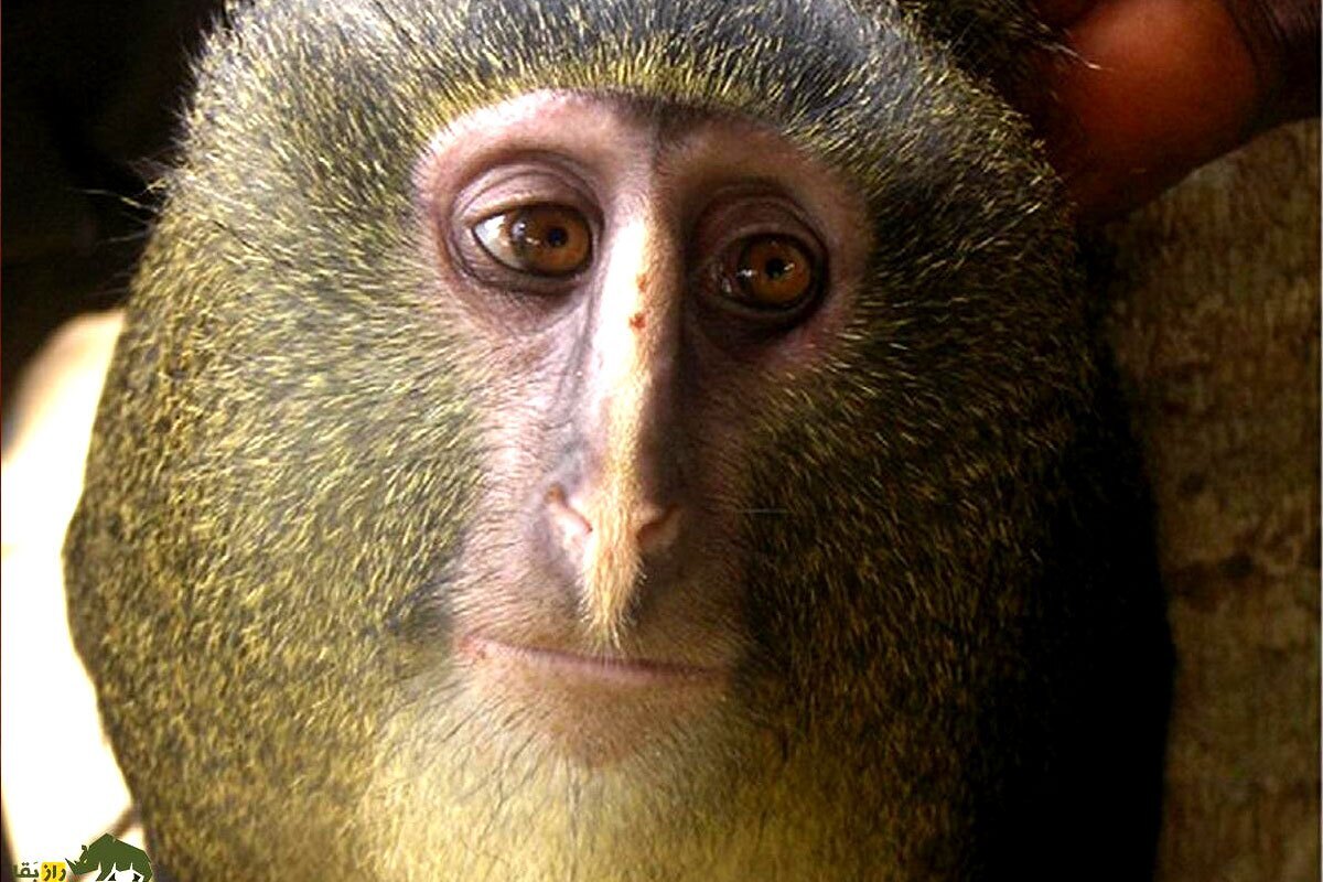 میمون صورت جغدی؛ میمونی با صورتی عجیب که فقط در یک مکان یافت می‌شود