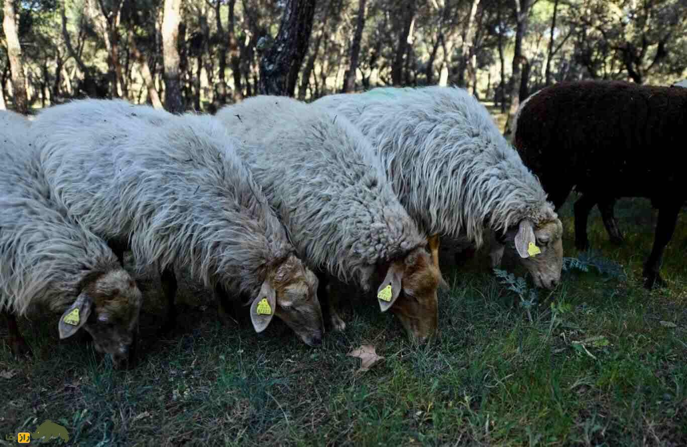 گوسفند «دم‌دراز»؛ گوسفندی که به جای دنبه، دم بلند دارد و در ۶ ماه ۴۰ کیلو گوشت می‌دهد