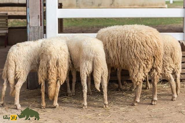 گوسفند «دم‌دراز»؛ گوسفندی که به جای دنبه، دم بلند دارد و در ۶ ماه ۴۰ کیلو گوشت می‌دهد