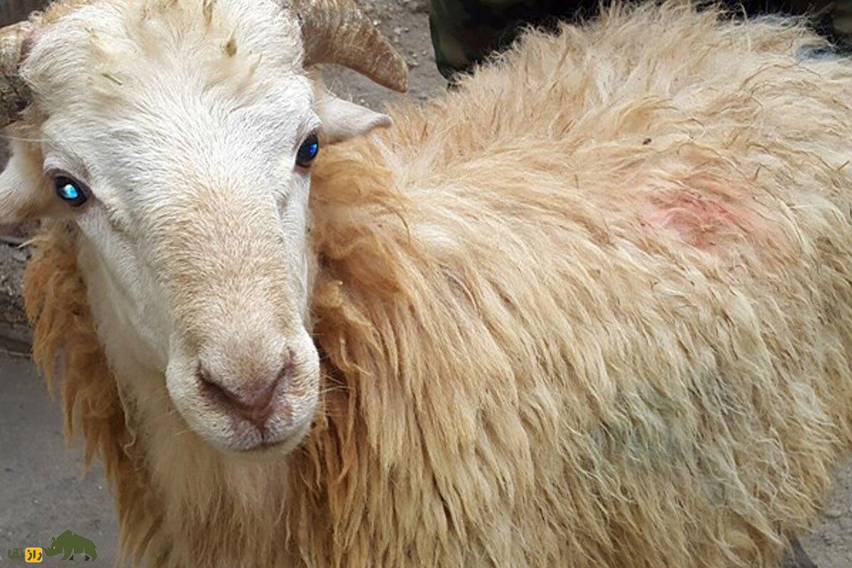 گوسفند کُردی؛ گوسفند «تک‌شاخ» ایرانی که بهترین نوع گوشت را دارد!