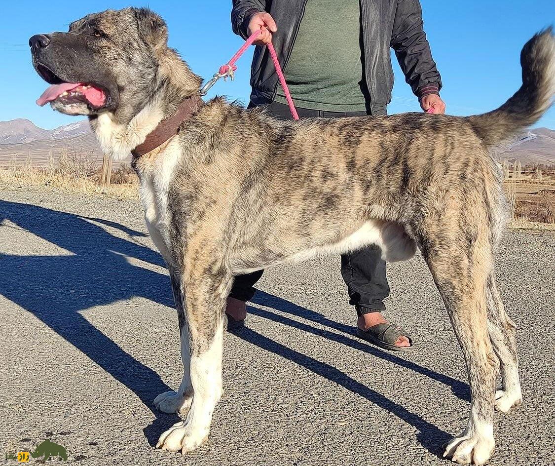 سگ خراسانی یا افغان