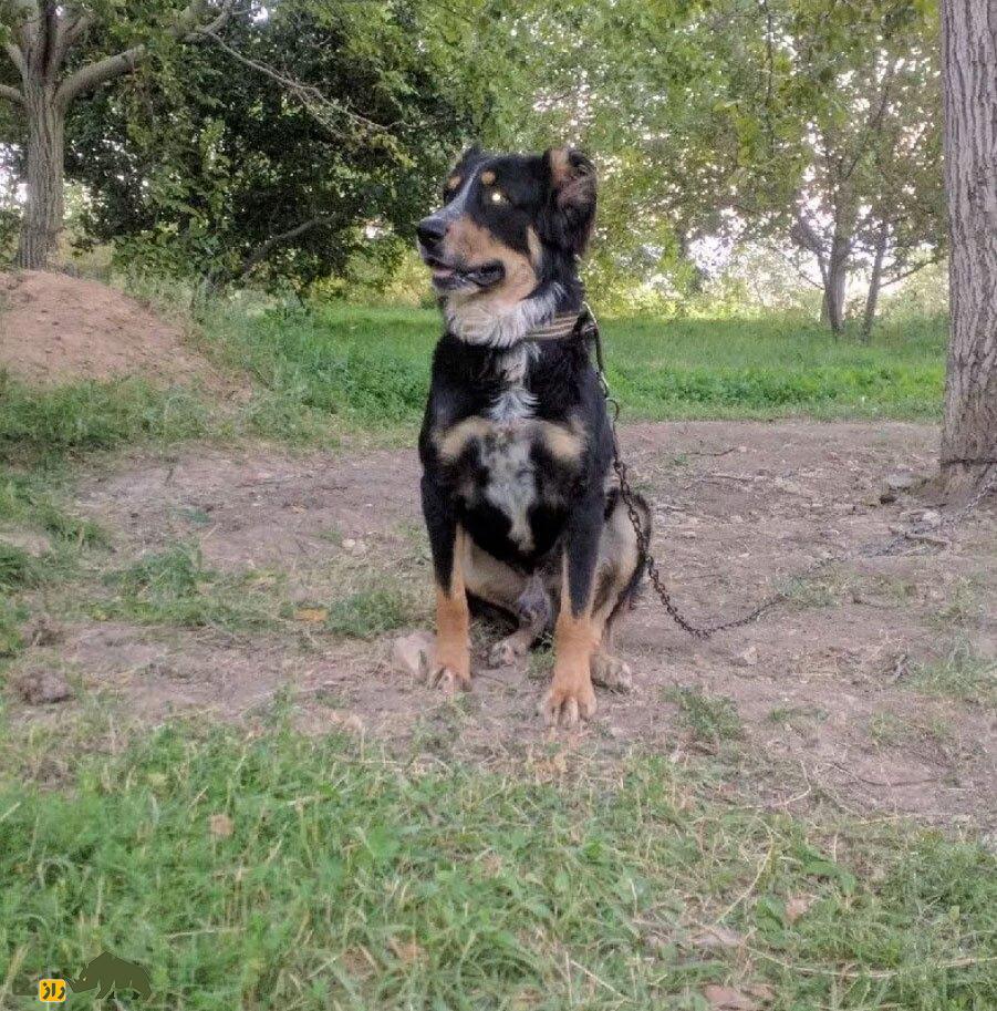 سگ خراسانی یا افغان