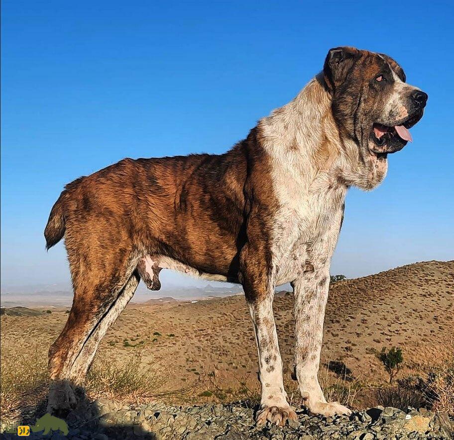 سگ خراسانی یا افغان