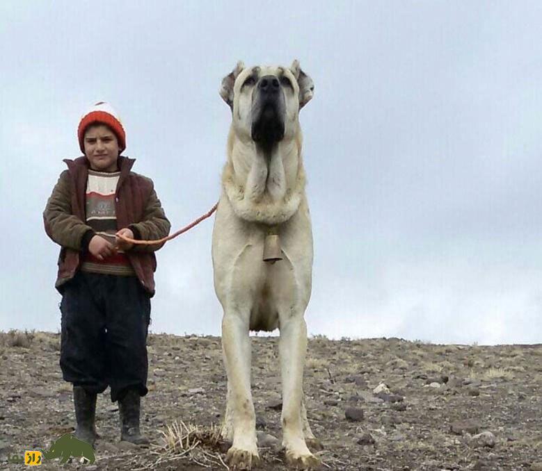 سگ خراسانی یا افغان
