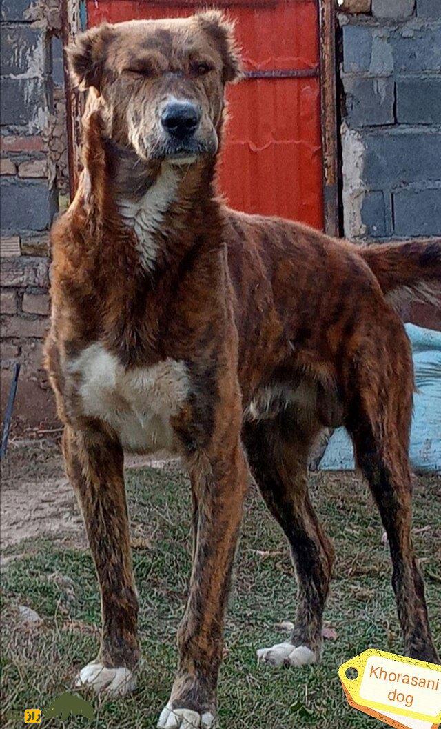 سگ خراسانی یا افغان