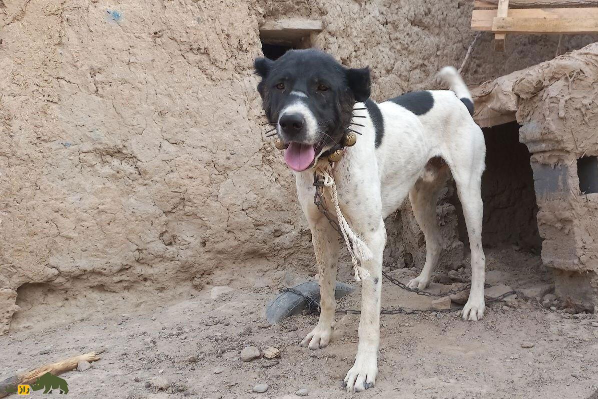 سگ خراسانی یا افغان