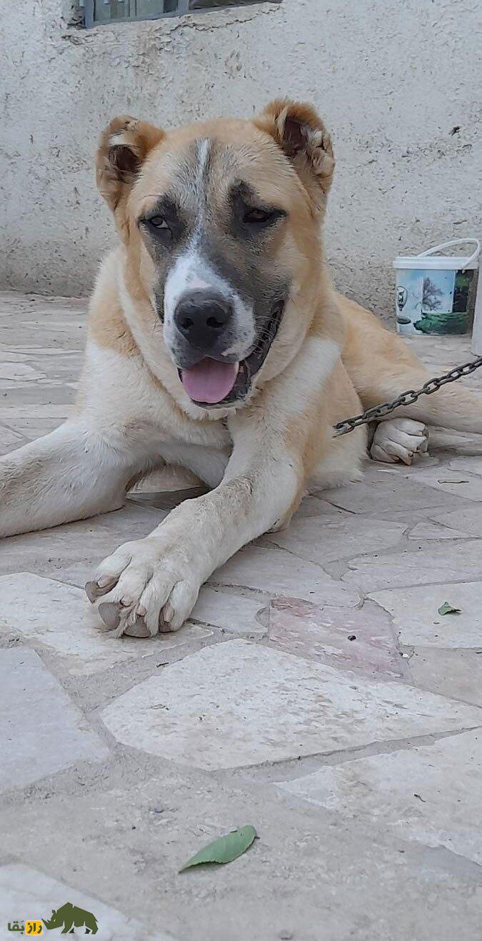 سگ خراسانی یا افغان