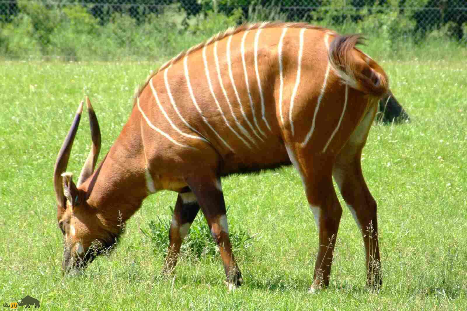 بانگوی کوهستان؛ زیباترین بز کوهی دنیا؟! بز ۴۰۰ کیلویی که ۱ متر شاخ دارد
