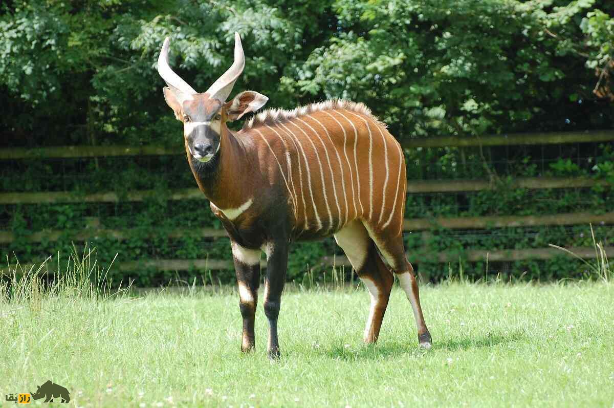 بانگوی کوهستان؛ زیباترین بز کوهی دنیا؟! بز ۴۰۰ کیلویی که ۱ متر شاخ دارد