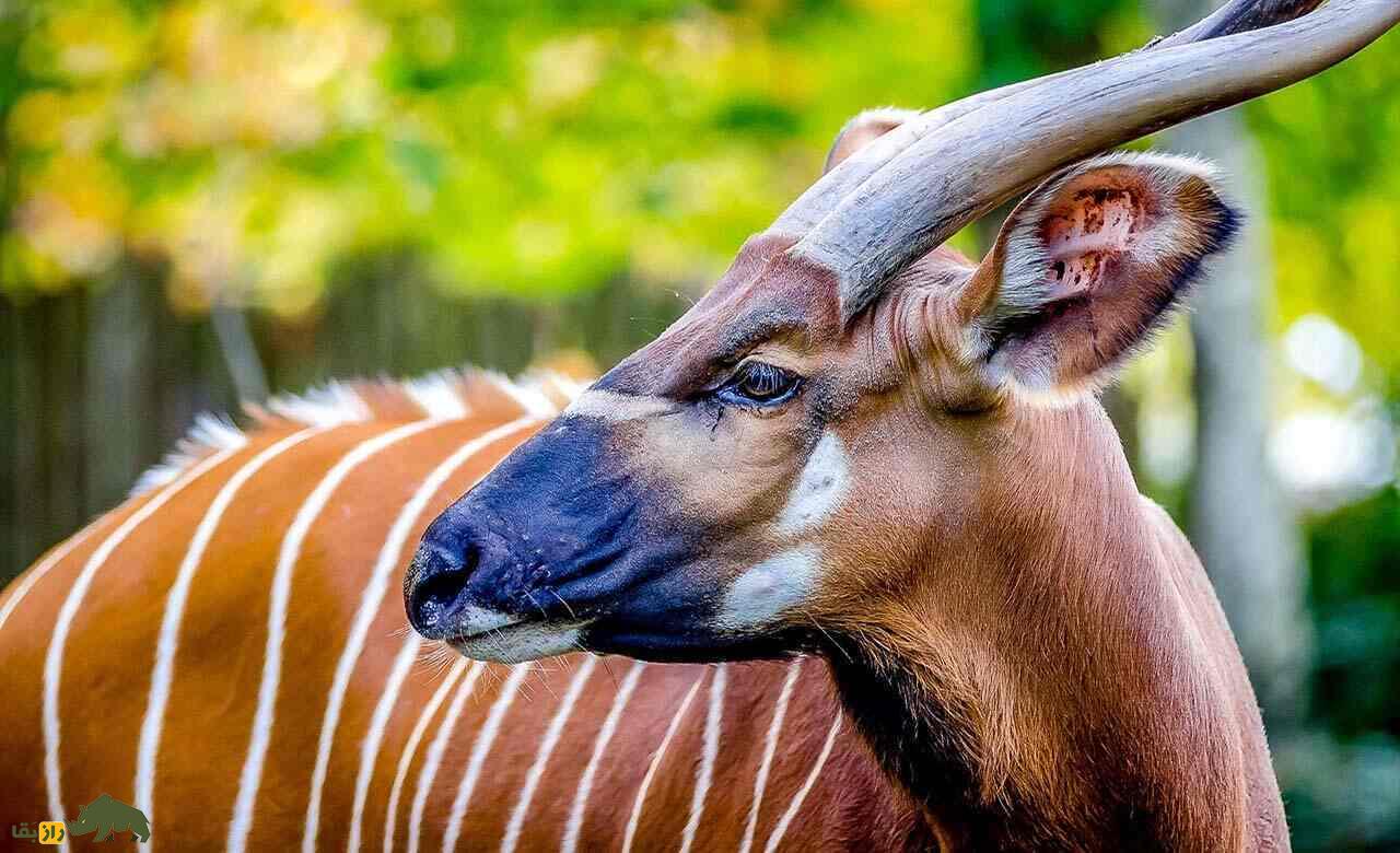 بانگوی کوهستان؛ زیباترین بز کوهی دنیا؟! بز ۴۰۰ کیلویی که ۱ متر شاخ دارد