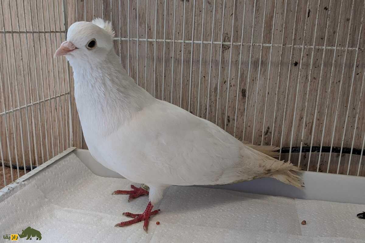 کبوتر صرب؛ کفتری که تا ۱۵ ساعت و تا ارتفاع ۱۵۰۰ متر پرواز می‌کند