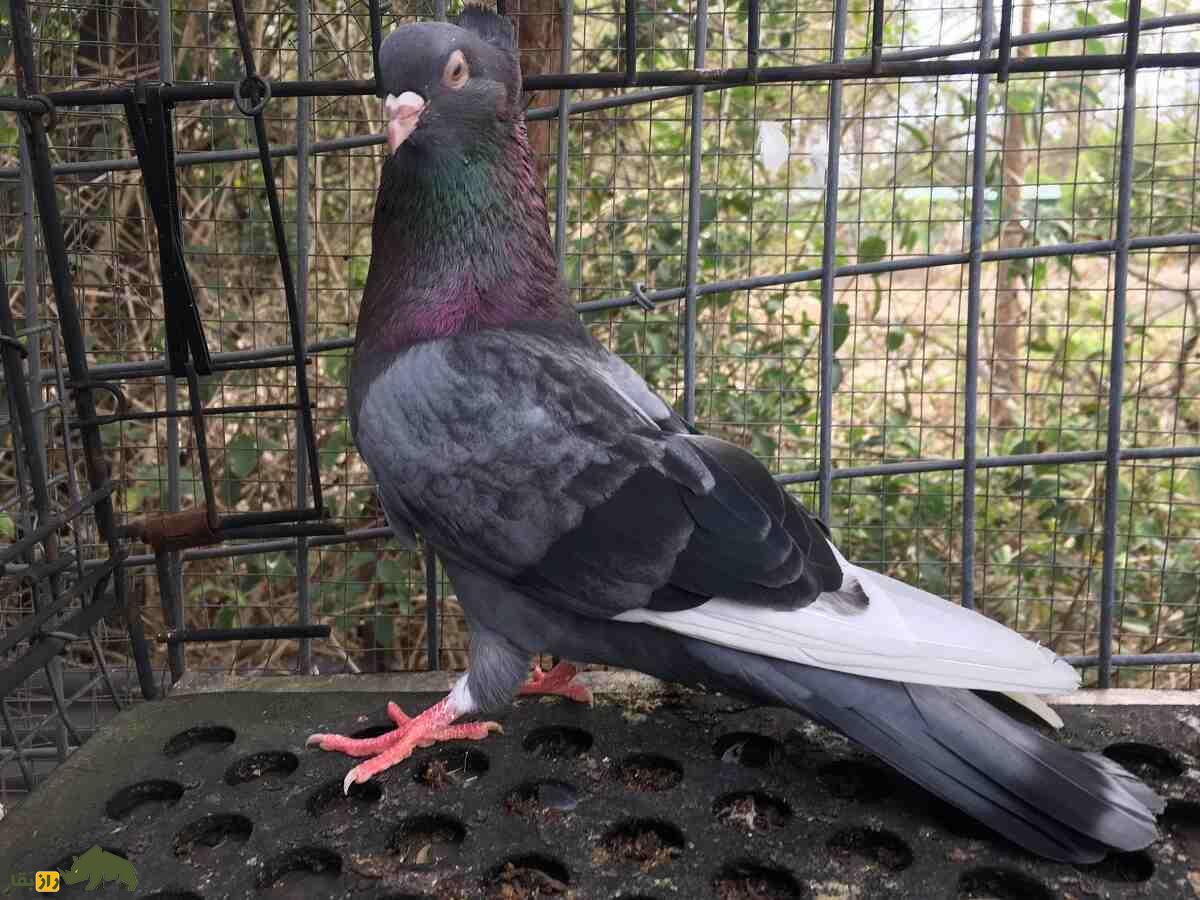 کبوتر صرب؛ کفتری که تا ۱۵ ساعت و تا ارتفاع ۱۵۰۰ متر پرواز می‌کند