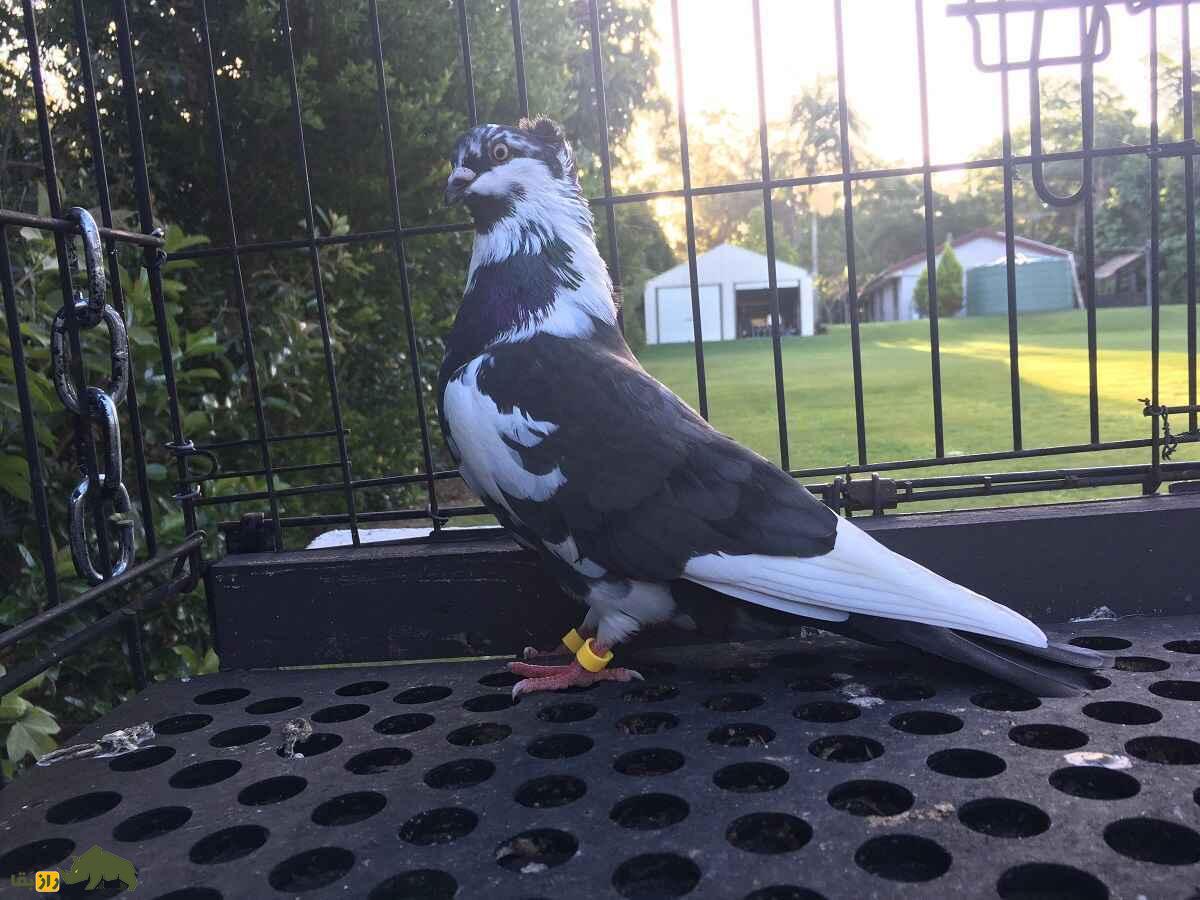 کبوتر صرب؛ کفتری که تا ۱۵ ساعت و تا ارتفاع ۱۵۰۰ متر پرواز می‌کند