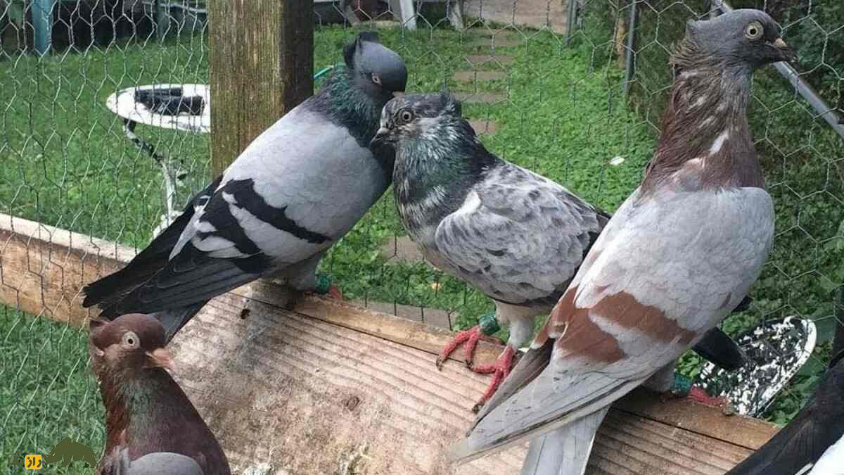 کبوتر صرب؛ کفتری که تا ۱۵ ساعت و تا ارتفاع ۱۵۰۰ متر پرواز می‌کند