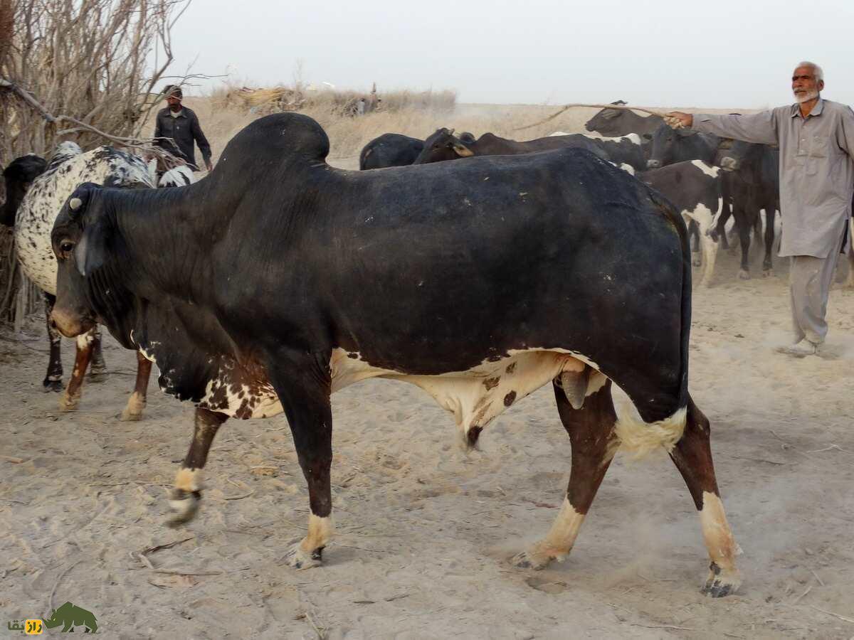 «گاو سیستانی»؛ گاو گوژپشت ۵۰۰۰ ساله که بزرگترین گاو «گوشتی» ایران است!