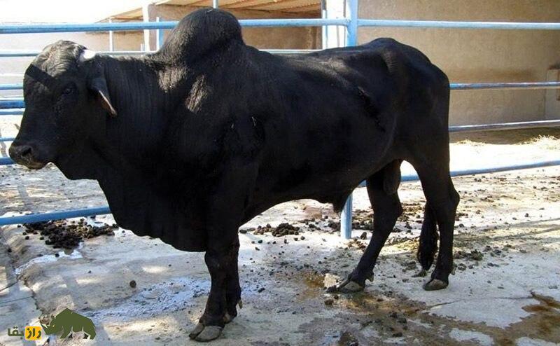 «گاو سیستانی»؛ گاو شناگر وحشی ۵۰۰۰ ساله که بزرگترین گاو «گوشتی» ایران است