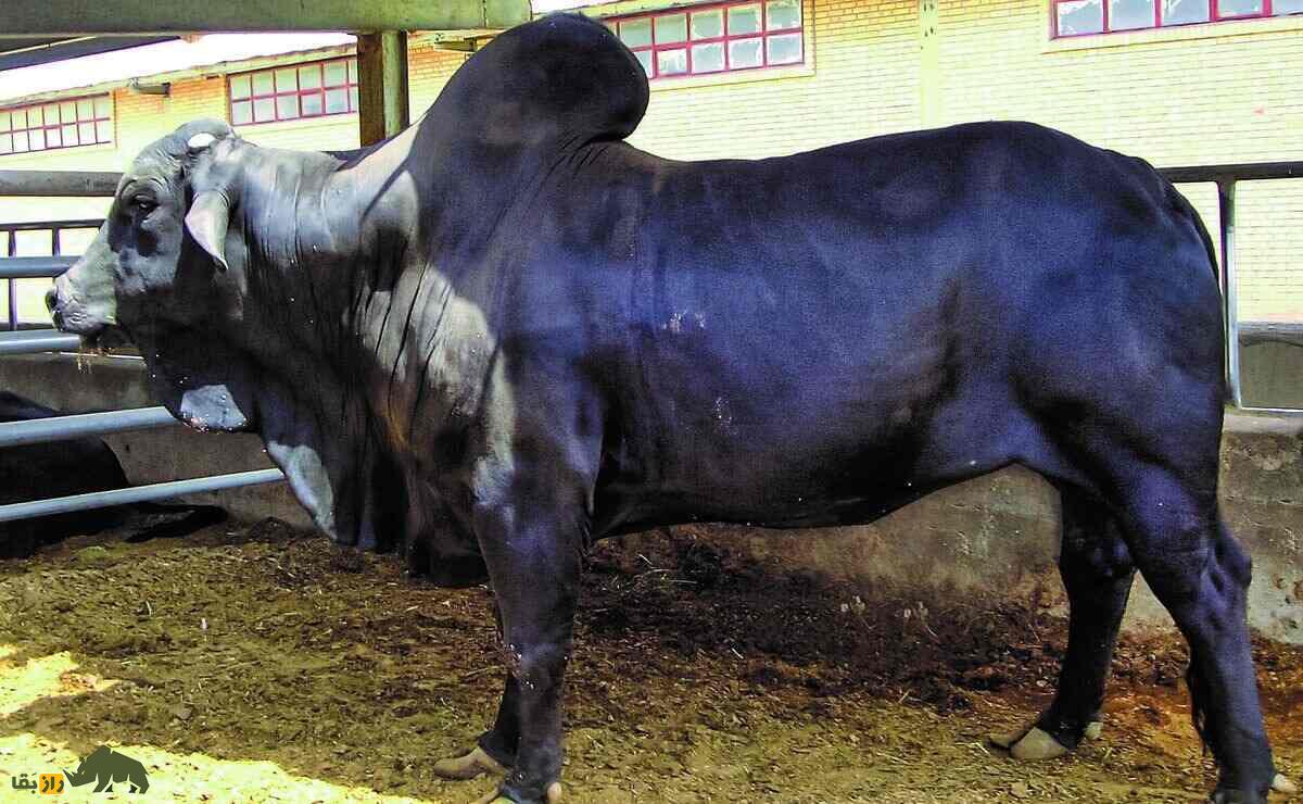«گاو سیستانی»؛ گاو شناگر وحشی ۵۰۰۰ ساله که بزرگترین گاو «گوشتی» ایران است