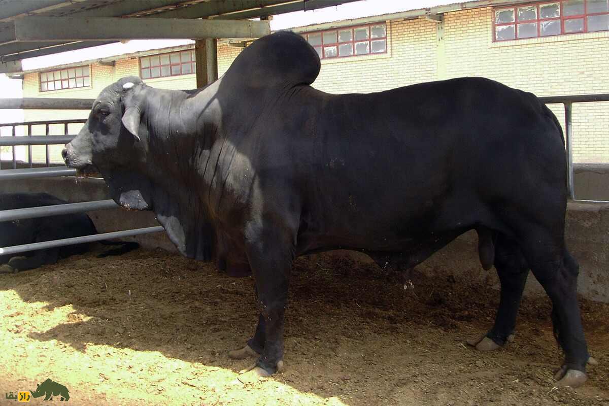 «گاو سیستانی»؛ گاو شناگر وحشی ۵۰۰۰ ساله که بزرگترین گاو «گوشتی» ایران است
