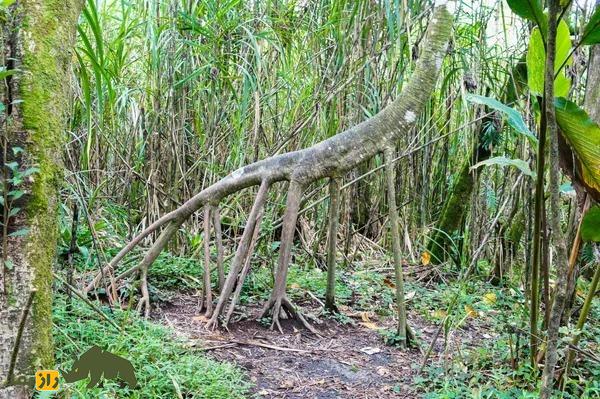 باورنکردنی از دنیای درختان؛ این درخت راه میرود و خود را به نقاط آفتابی میرساند باورنکردنی از دنیای درختان؛ این درخت راه میرود و خود را به نقاط آفتابی میرساند