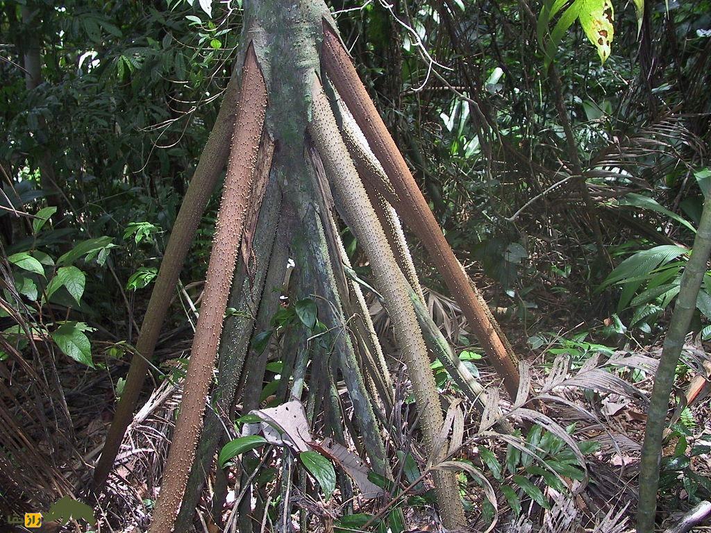 باورنکردنی از دنیای درختان؛ این درخت راه میرود و خود را به نقاط آفتابی میرساند باورنکردنی از دنیای درختان؛ این درخت راه میرود و خود را به نقاط آفتابی میرساند