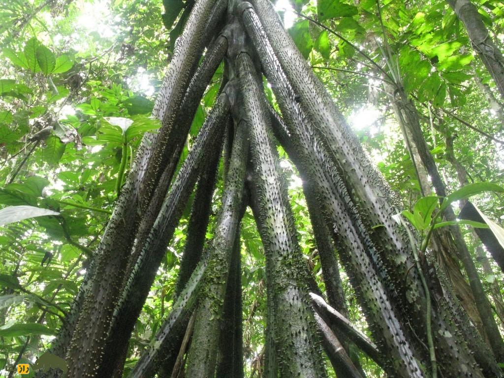 باورنکردنی از دنیای درختان؛ این درخت راه میرود و خود را به نقاط آفتابی میرساند باورنکردنی از دنیای درختان؛ این درخت راه میرود و خود را به نقاط آفتابی میرساند