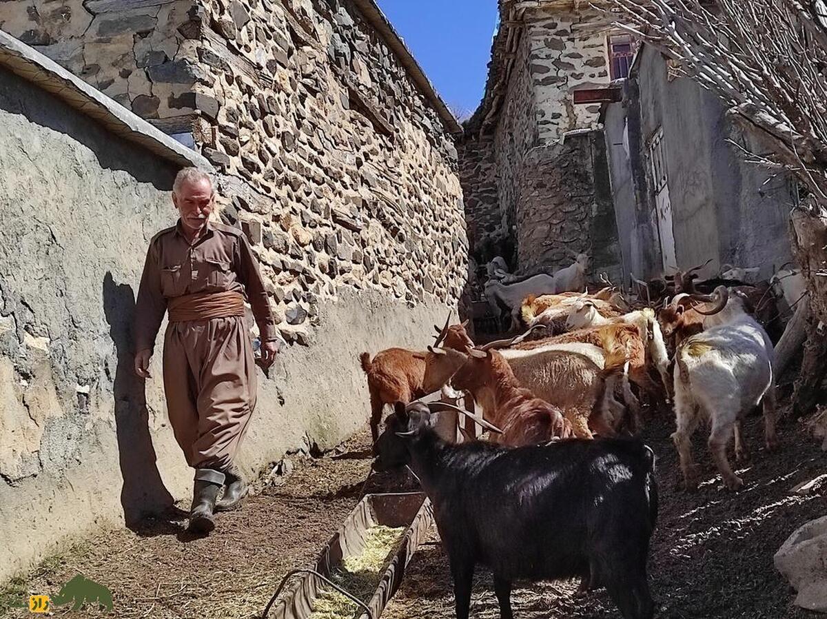 بز «مَرخز» کردستان؛ بُز کمیابی که تنها در شهر بانه پیدا می‌شود