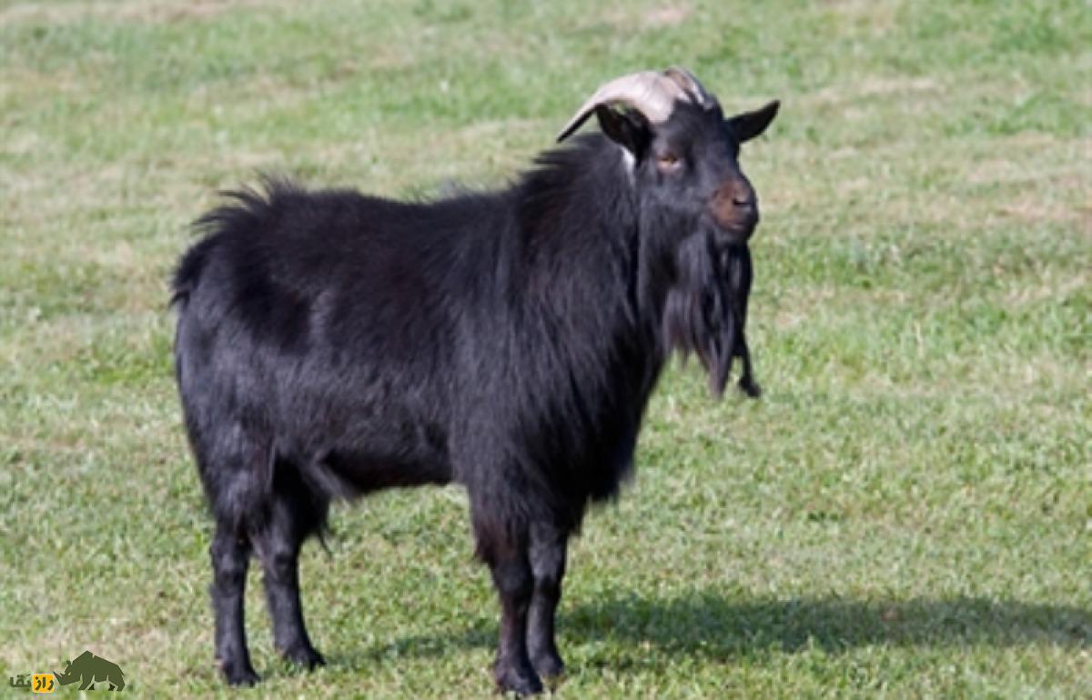 بز «مَرَخز» کردستان؛ بزی کمیاب با الیاف مشهور و مرغوب بز «مَرَخز» کردستان؛ بزی کمیاب با الیاف مشهور و مرغوب