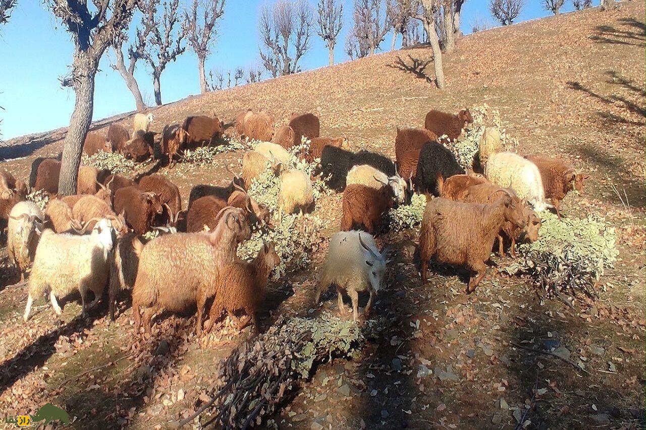 بز «مَرَخز» کردستان؛ بزی کمیاب با الیاف مشهور و مرغوب بز «مَرَخز» کردستان؛ بزی کمیاب با الیاف مشهور و مرغوب