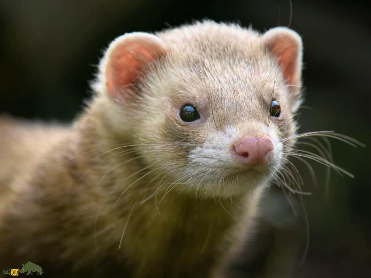 سکس مردان با حیوانات