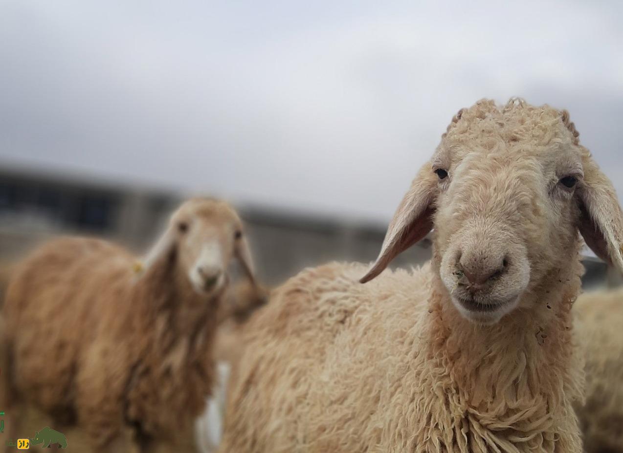 گوسفند دشت مغان؛ گوسفند اردبیلی که جهانی شده است!