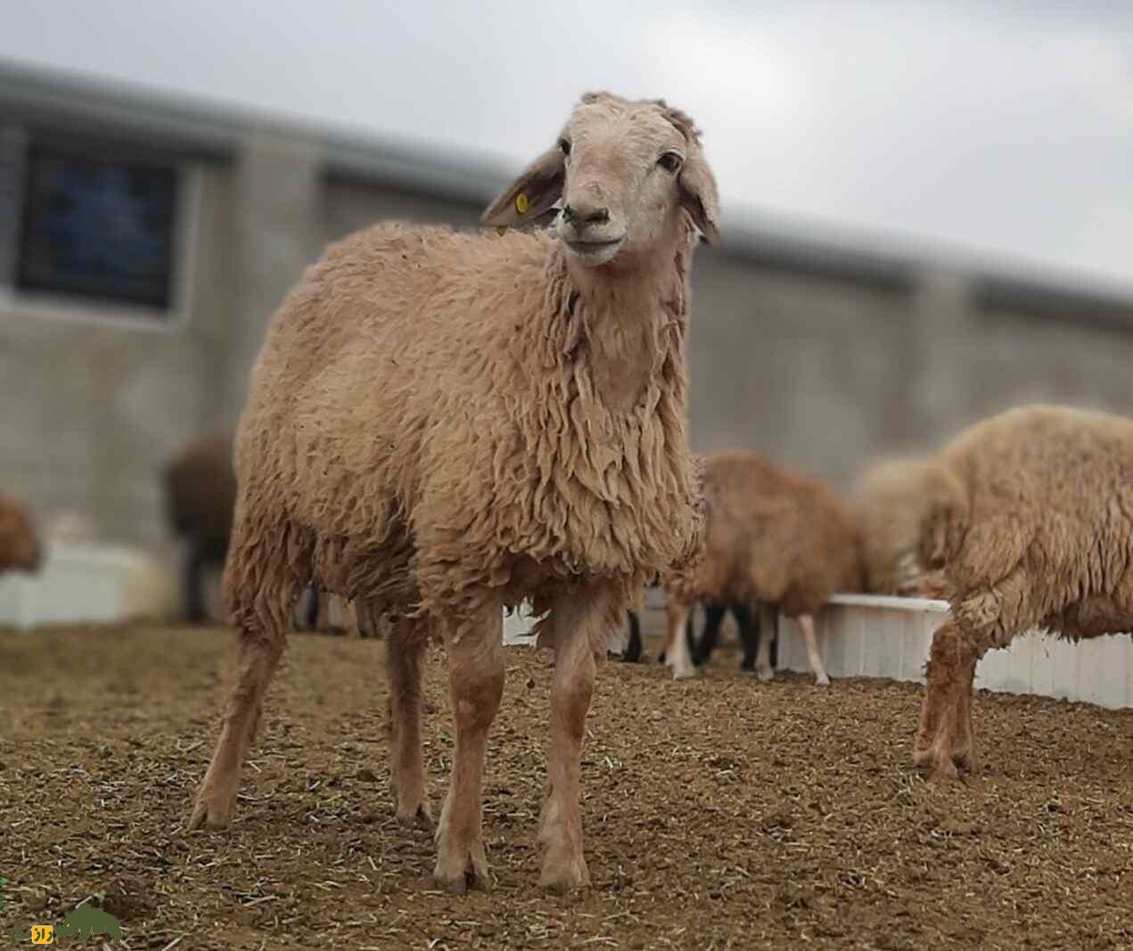 گوسفند دشت مغان؛ گوسفند اردبیلی که جهانی شده است