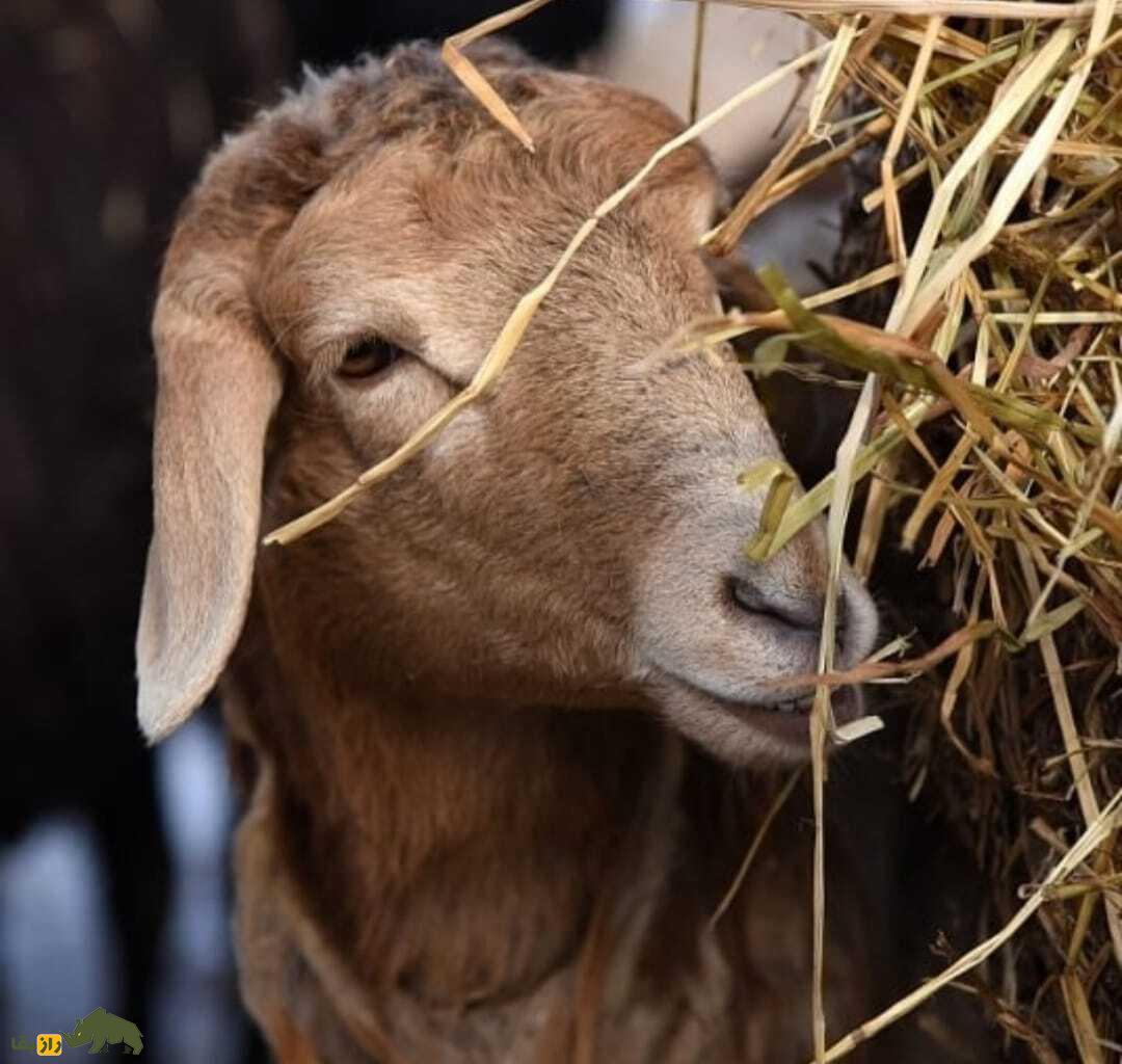 گوسفند دشت مغان؛ گوسفند اردبیلی که جهانی شده است