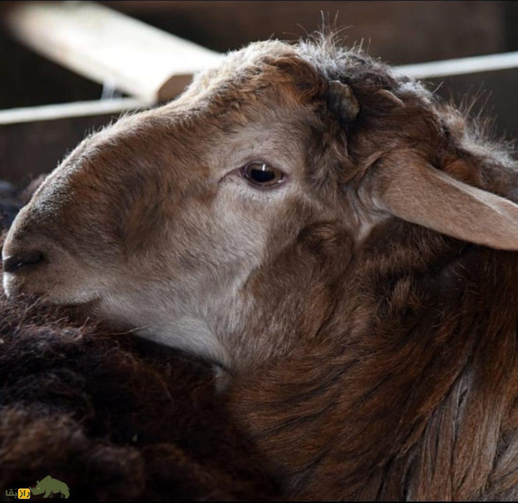 گوسفند دشت مغان؛ گوسفند اردبیلی که جهانی شده است!