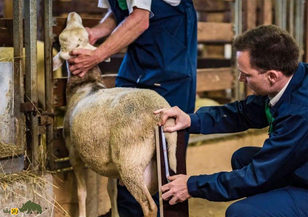 گوسفند «دم‌دراز»؛ گوسفندی که به جای دنبه، دم بلند دارد و در ۶ ماه ۴۰ کیلو گوشت می‌دهد