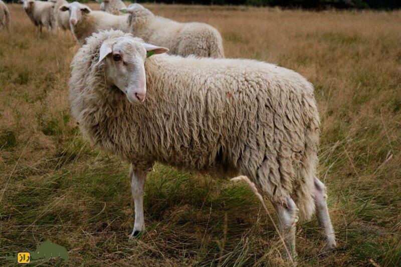 گوسفند «دم‌دراز»؛ گوسفندی که به جای دنبه، دم بلند دارد و در ۶ ماه ۴۰ کیلو گوشت می‌دهد