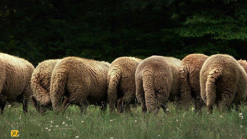 گوسفند «دم‌دراز»؛ گوسفندی که به جای دنبه، دم بلند دارد و در ۶ ماه ۴۰ کیلو گوشت می‌دهد