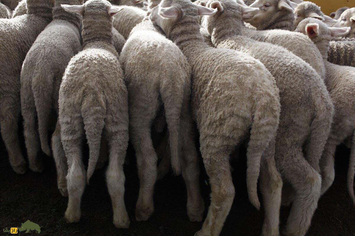 گوسفند «دم‌دراز»؛ گوسفندی عجیبی که چند سال پیش ایران را به هم ریخت!