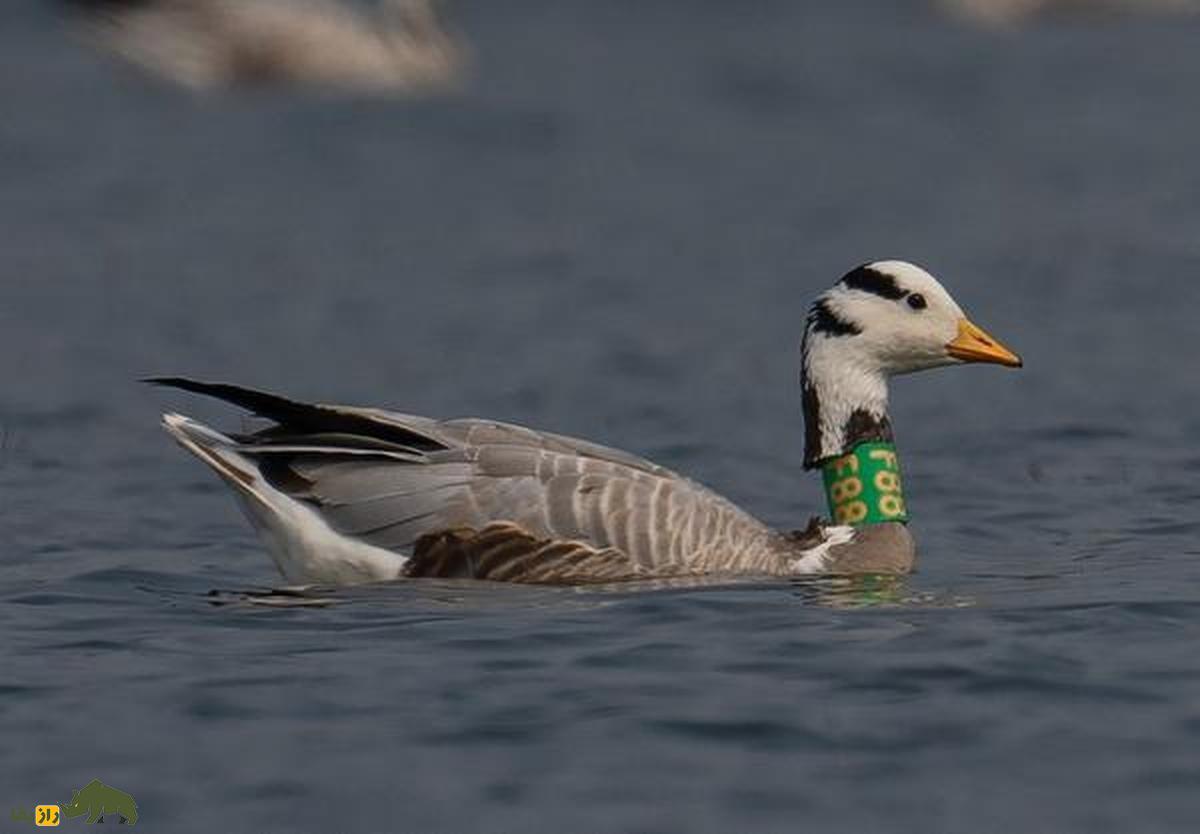 «غاز سرنواری» افغانستان؛ غازی که روی قله اورست پرواز کرد و دانشمندان را گیج و منگ کرد