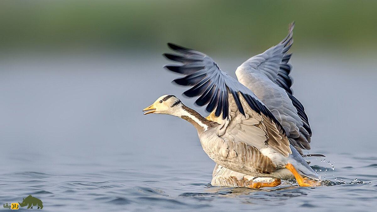 «غاز سرنواری» افغانستان؛ غازی که روی قله اورست پرواز کرد و دانشمندان را گیج و منگ کرد