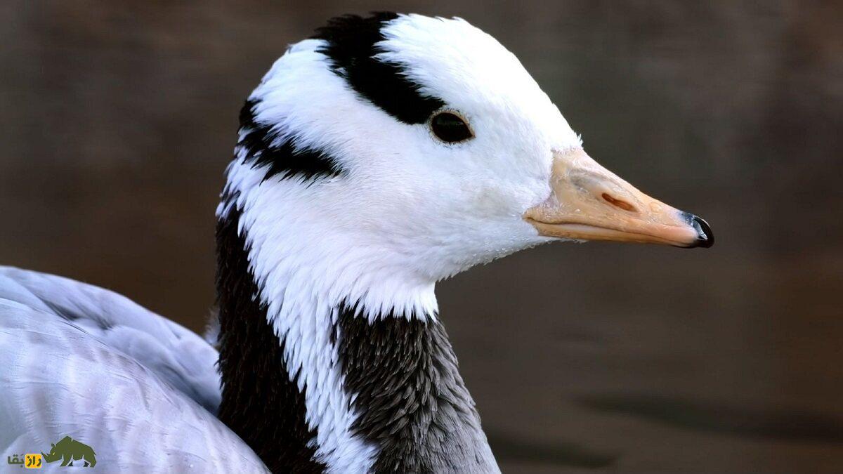 «غاز سرنواری» افغانستان؛ غازی که روی قله اورست پرواز کرد و دانشمندان را گیج و منگ کرد