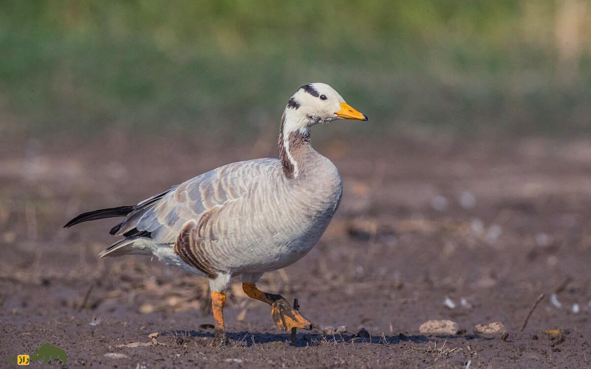 «غاز سرنواری» افغانستان؛ غازی که روی قله اورست پرواز کرد و دانشمندان را گیج و منگ کرد