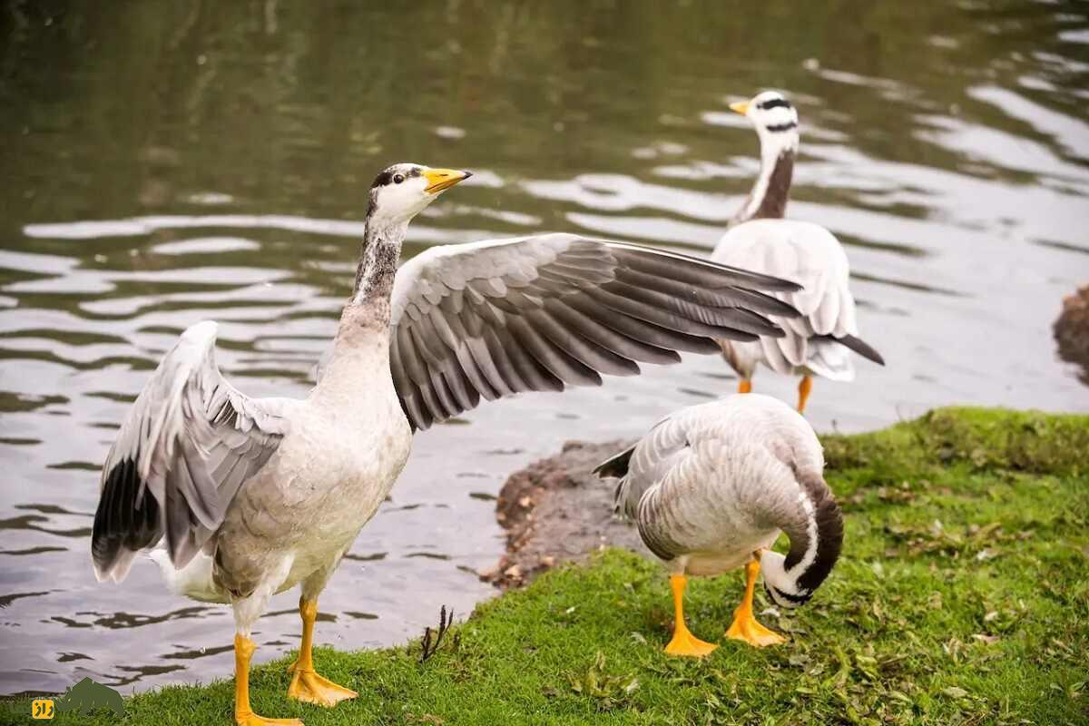 «غاز سرنواری» افغانستان؛ غازی که روی قله اورست پرواز کرد و دانشمندان را گیج و منگ کرد