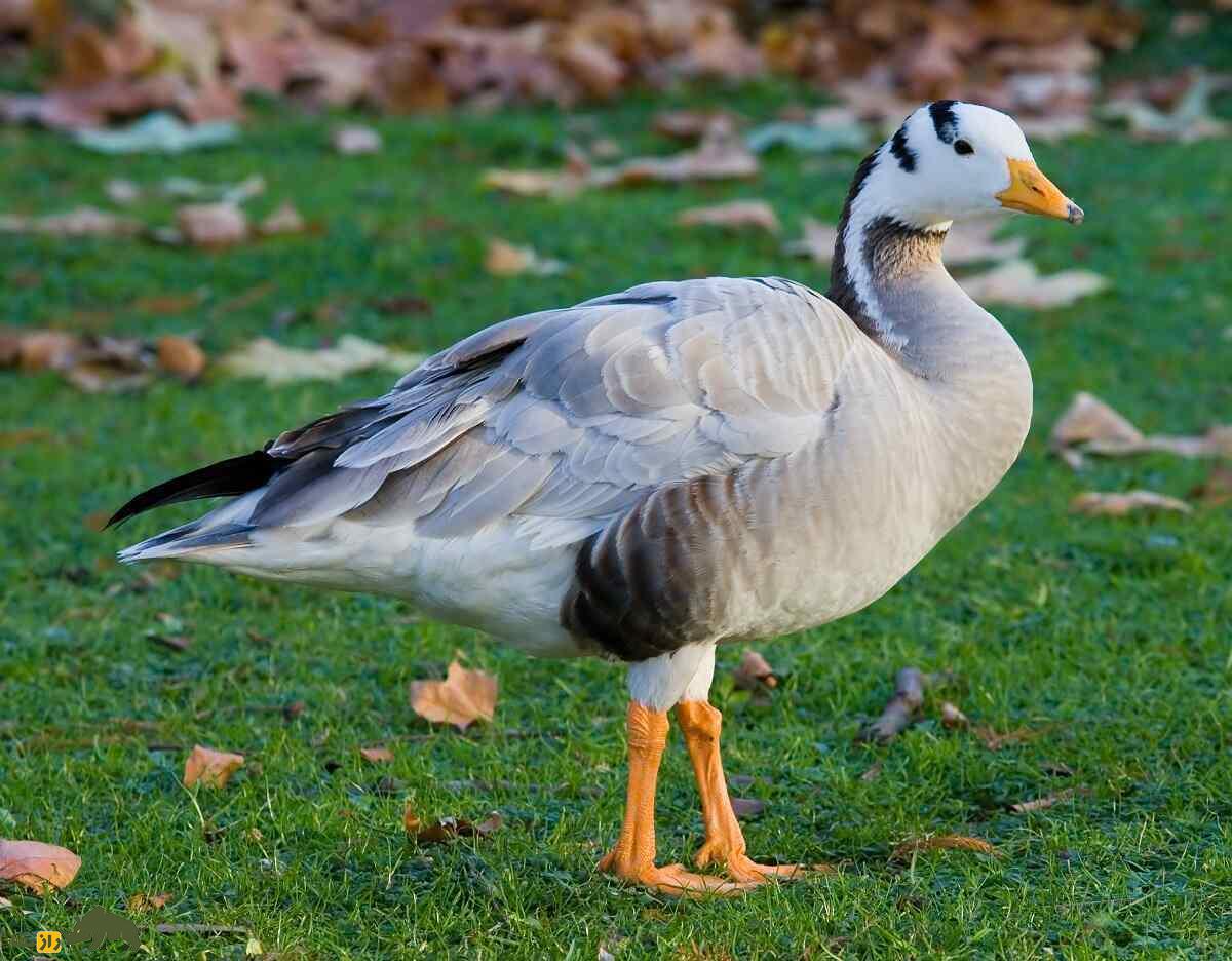 «غاز سرنواری» افغانستان؛ غازی که روی قله اورست پرواز کرد و دانشمندان را گیج و منگ کرد