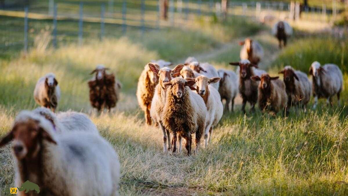 گوسفند «عواسی» عراق؛ بزرگترین گوسفند «شیرده» خاورمیانه گوسفند «عواسی» عراق؛ بزرگترین گوسفند «شیرده» خاورمیانه