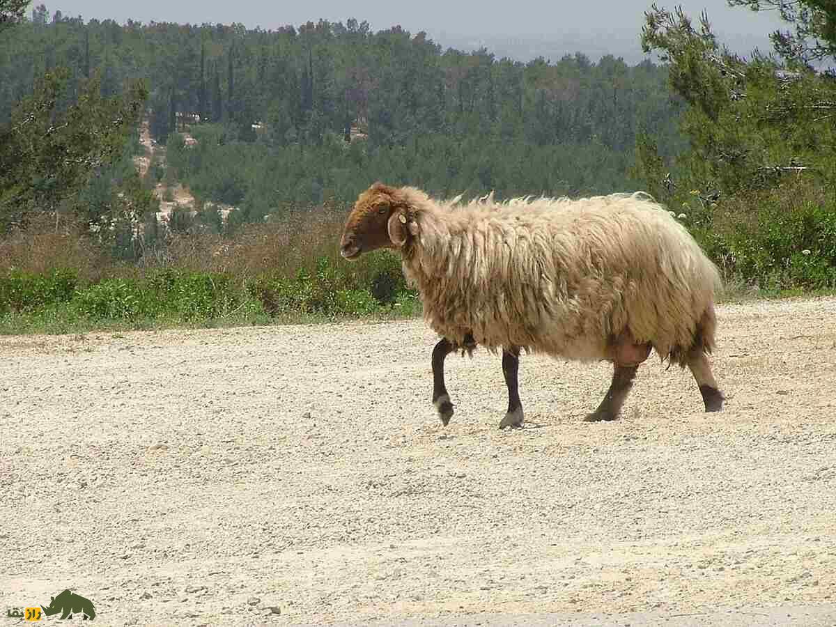 گوسفند «عواسی» عراق؛ بزرگترین گوسفند «شیرده» خاورمیانه گوسفند «عواسی» عراق؛ بزرگترین گوسفند «شیرده» خاورمیانه