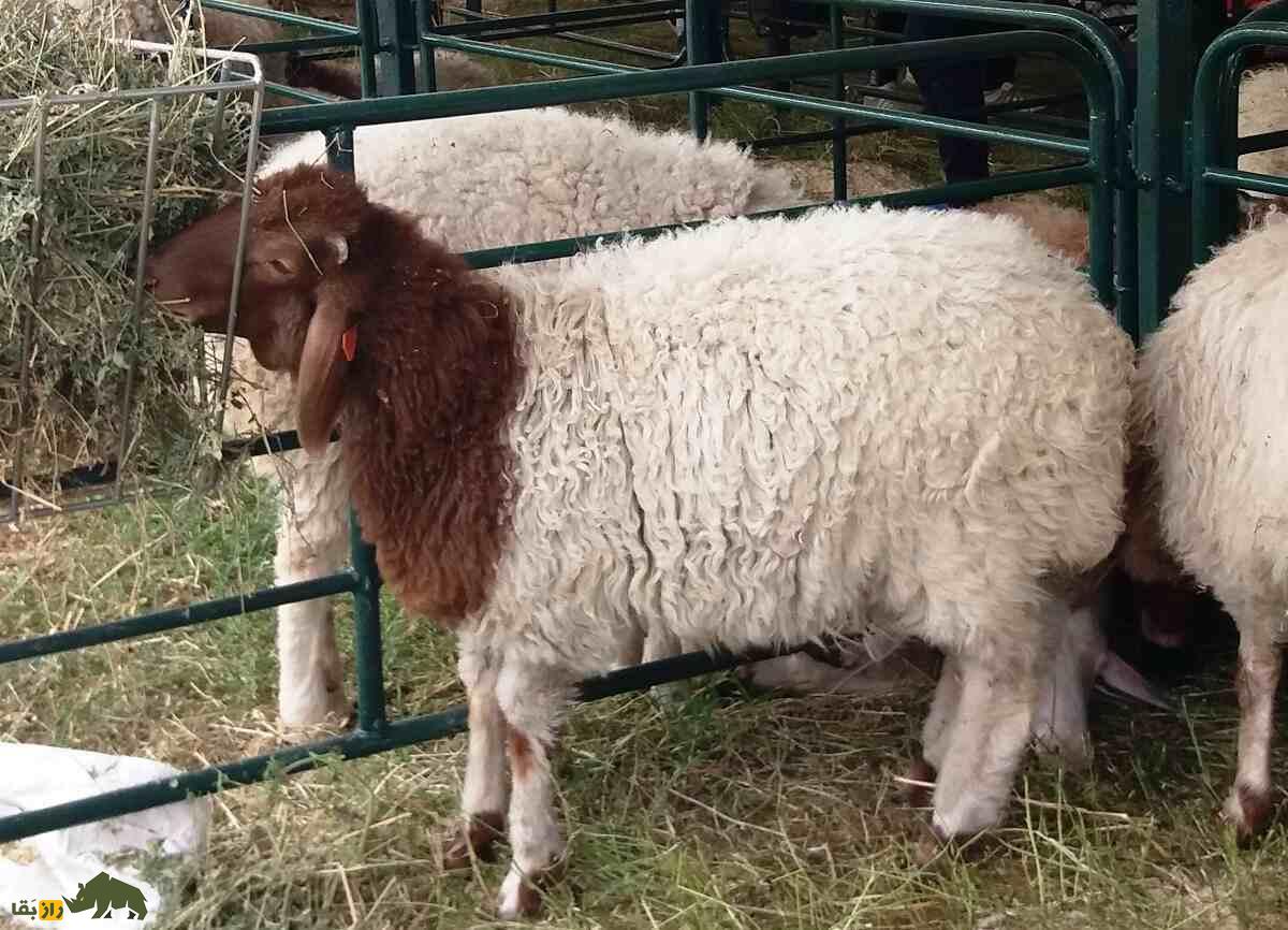 گوسفند «عواسی» عراق؛ بزرگترین گوسفند «شیرده» خاورمیانه گوسفند «عواسی» عراق؛ بزرگترین گوسفند «شیرده» خاورمیانه