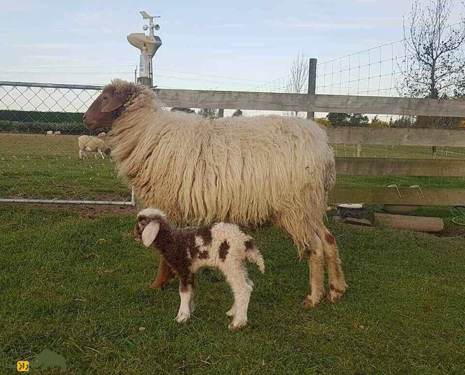 گوسفند «عواسی» عراق؛ بزرگترین گوسفند «شیرده» خاورمیانه گوسفند «عواسی» عراق؛ بزرگترین گوسفند «شیرده» خاورمیانه