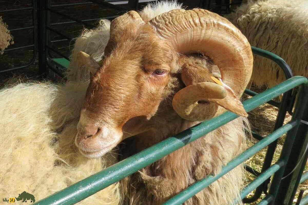 گوسفند «عواسی»؛ گوسفند مشهور عراقی که بزرگترین گوسفند «شیرده» خاورمیانه است