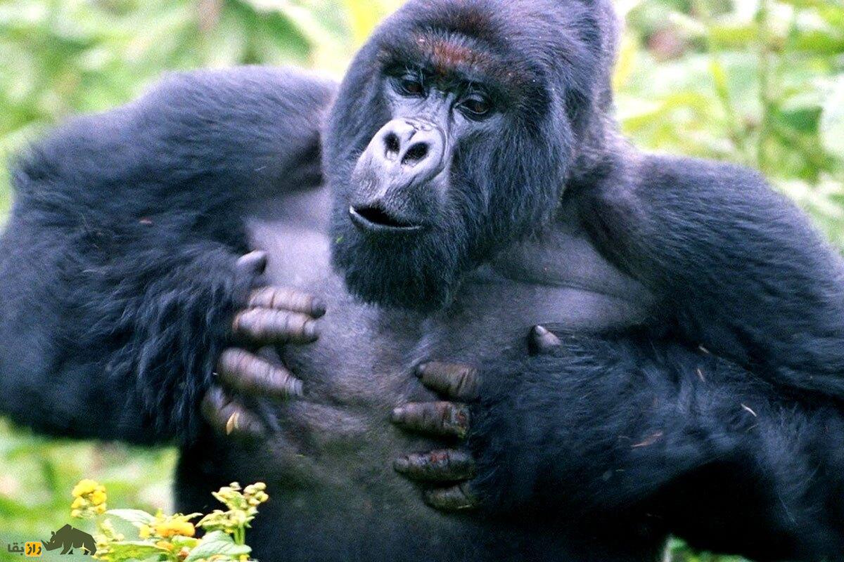 گوریل‌های نر